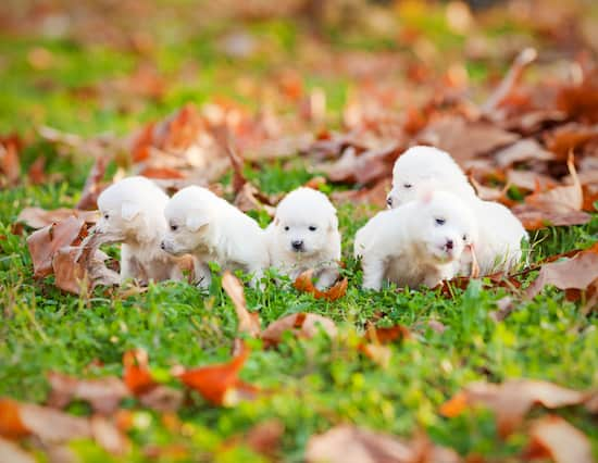 Nomi Per Cani Cuccioli Nomipercani Eu